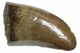 Serrated, Tyrannosaur (Nanotyrannus) Tooth - Montana #350429-1